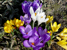 Krokus, bunt