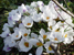 Krokus, weiß