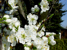 Pflaumenblüte