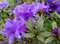Zwerg-Rhododendron